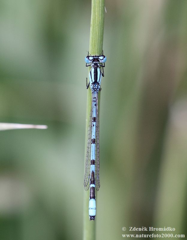 Šidélko kroužkované, Enallagma cyathigerum, Zygoptera (Vážky, Odonata)